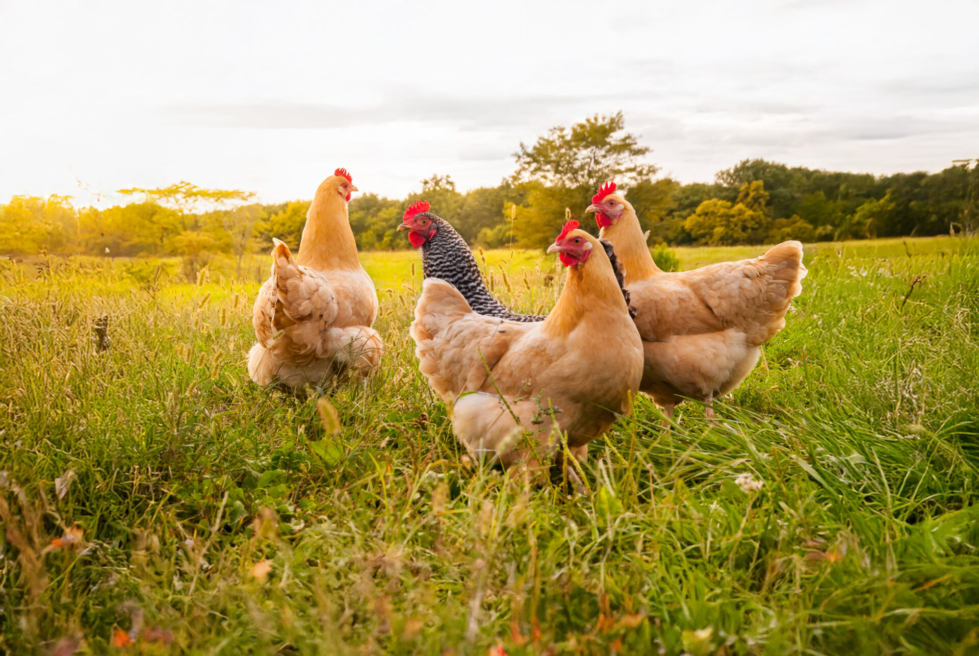 Feed Smarter, Grow Stronger: How to Optimize Animal Protein in Broiler Nutrition